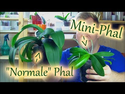 Mini-Phalaenopsis Pflege