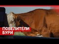 Почему на юге России снова появляются пылевые бури |161.RU