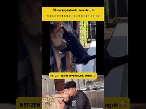 🐈‍⬛ni anj ngikut mulu napa sih 😱😭