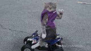 СМЕШНЫЕ КОШАЧЬИ ГОНКИ / FUN CAT'S RACES СМЕШНЫЕ КОШАЧЬИ ГОНКИ / FUN CAT'S RACES
