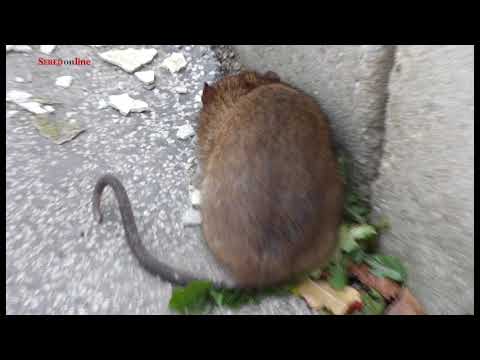 Video: Pasce na potkany. Boj s potkanmi v dome