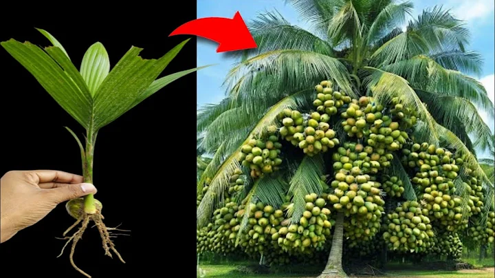 Unique Skil How to grow coconut tree with mini coconut fruits || growing coconut | propagate coconut