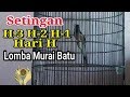 Setingan menjelang lomba murai batu h3 sampai hari h