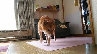 柴犬好き Youtube