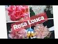 Rosa Louca ( Hibisco mutabilis)