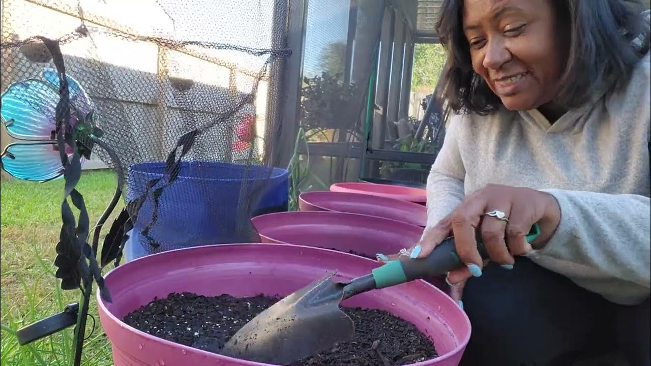 Cabbage planting time...Let's do this🥬 YouTube