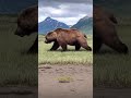 The Biggest Grizzly Bear EVER