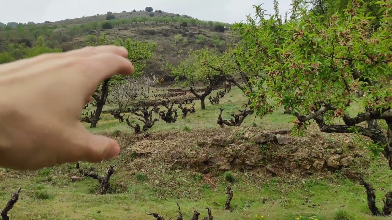 La Sotera Viñedo de Montaña de Bodegas Frontonio