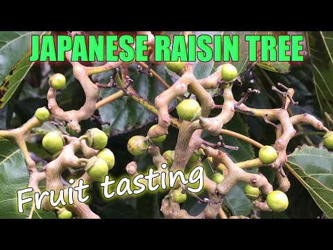 Tasting Japanese Raisin Tree Fruits - A Review