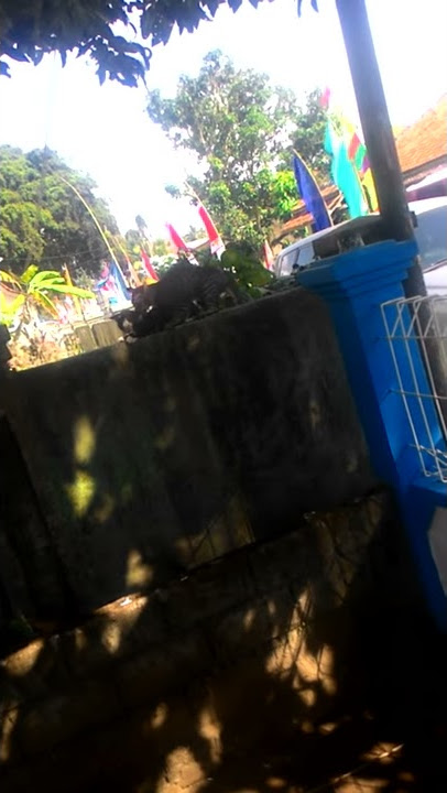 Parah!!mesum di bawah pohon😁