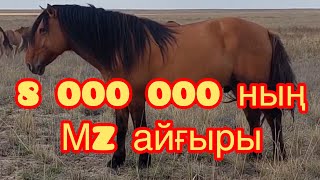 Мугалжар айгыр Бакланға баға беріңіздір?!