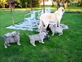 Mastin espanol / spanish mastiff puppies 5,5 weeks old