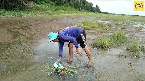 Mưu Sinh Nghề Lợp Ếch Trong Những ngày Mưa Bão | catch frog // Học vlog