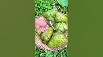 Soursop the healthiest fruit on Earth 💚