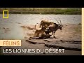 Un clan de lionnes  lassaut dun oryx esseul