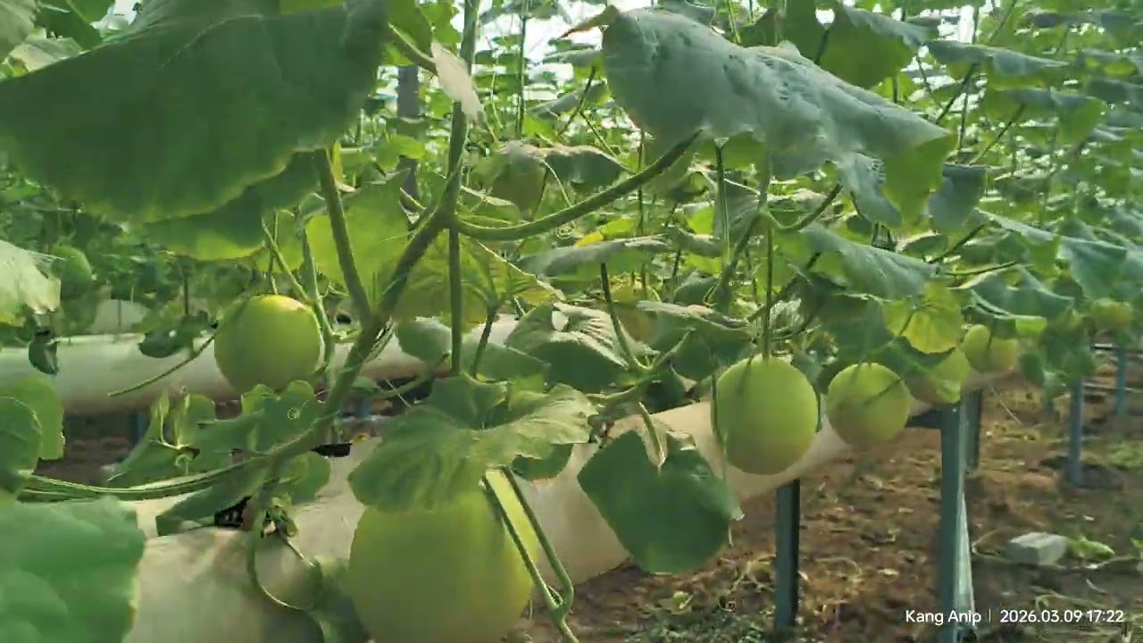 Golden Melon 48hari selepas semai