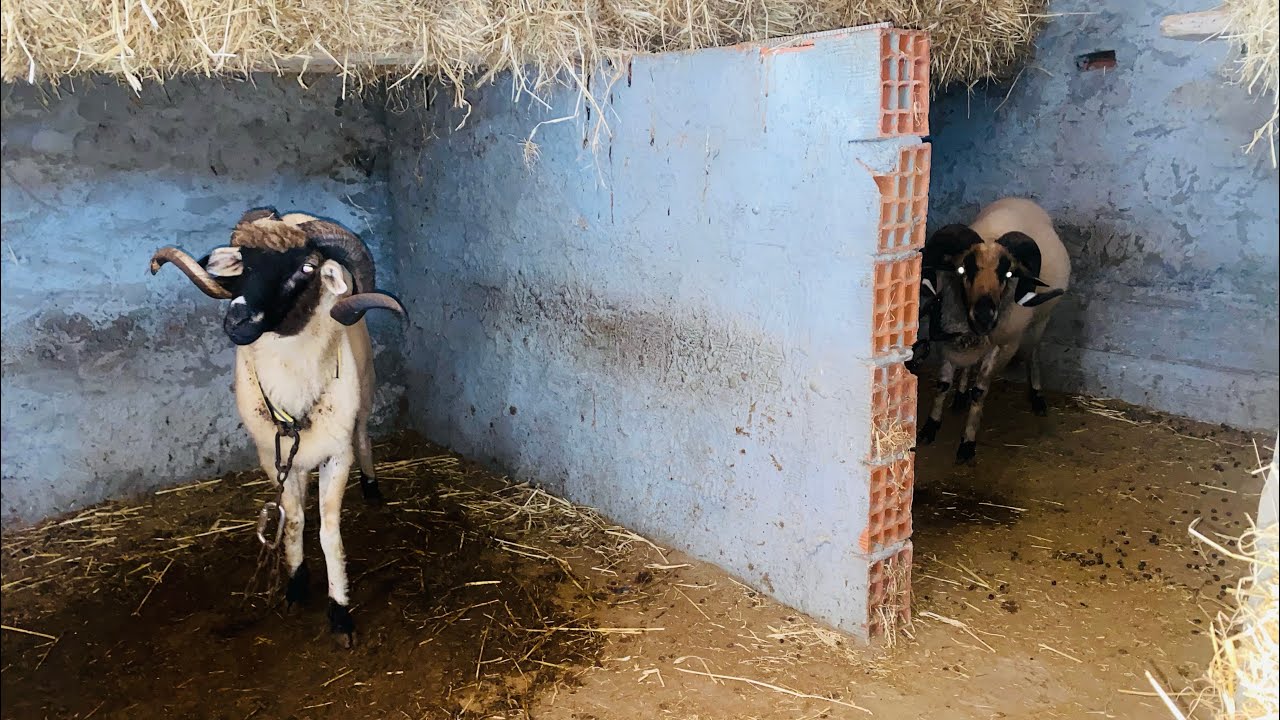 العودة الي مخزن حرزونة بعد 8 اشهر ماذا حصل 😱 15 كبش