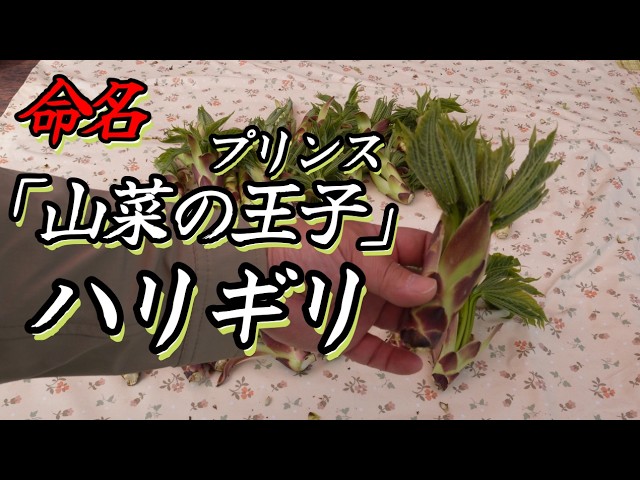 希少山菜「ハリギリ」を採る - YouTube
