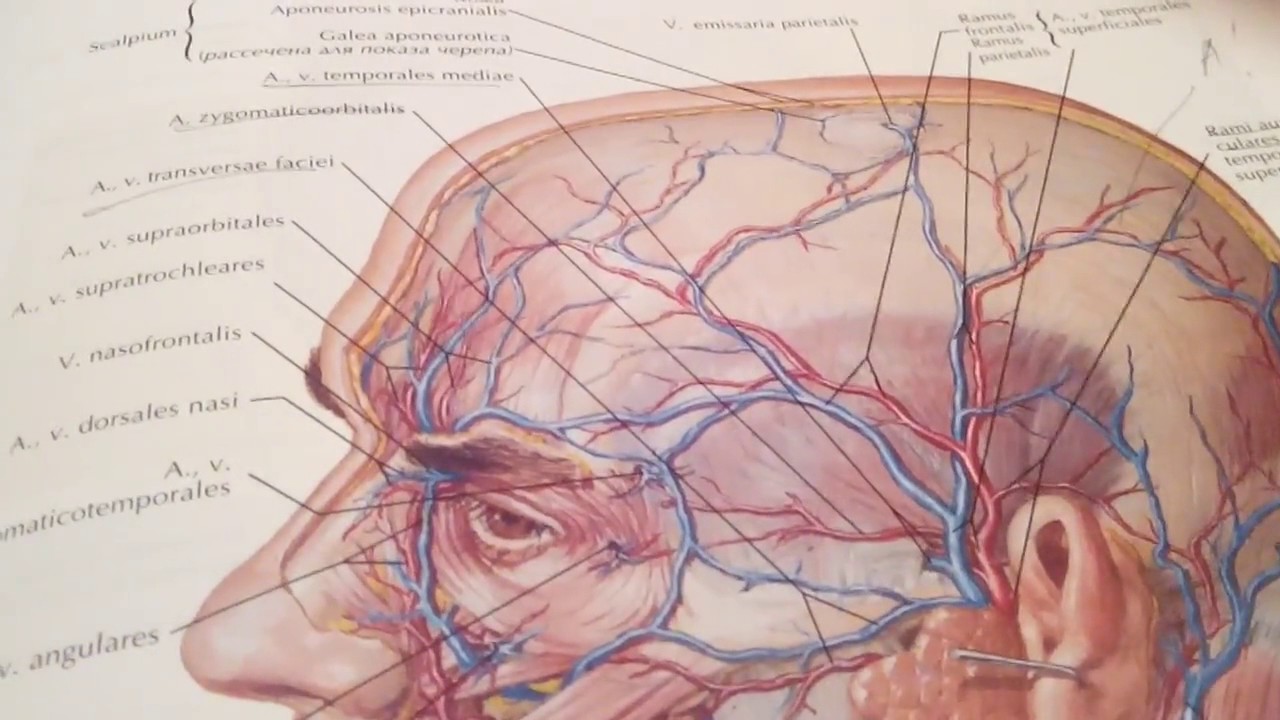 Сосуды на лбу. Височная артерия анатомия. Поверхностная височная артерия анатомия. Проекция надглазничной артерии.