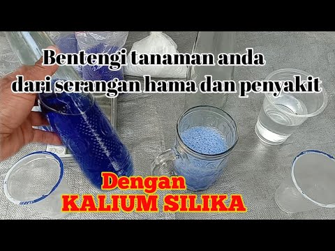 Video: Apakah magma kaya silika?