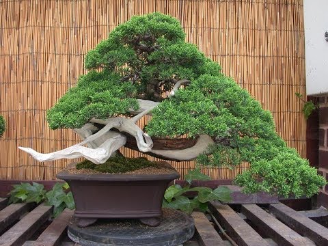 Prostrata Or San Jose Juniper You Prostrata Or San Jose Juniper Bonsai Garden