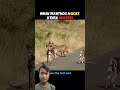 #puppy #monkey #funnyshorts #funnycomedy #monkeyshorts #lion #dancemusic