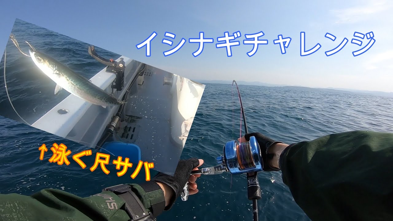 泳がせで狙うイシナギ  (Stereolepis fishing in Wakayama prefecture.)