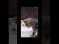 white Cat Fighting 🙀😻😻 #shorts #cat #catfighting #shortsfeed #usashorts #usa #trending #animals