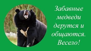 Новосибирский Зоопарк. Забавные медведи весело общаются и дерутся. Новосибирский Зоопарк. Забавные медведи весело общаются и дерутся.