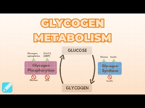 Regulation of Glycogen