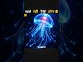 Immortal Jellyfish 😯 #amazingfacts #factsinhindi #facts