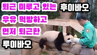 [루이후이바오] 어부바나무 사수하고 있는 후이바오로 우유먹방 먼저하고 사랑 듬뿍 받고 퇴근하는 루이바오 #ruibao #panda #바오패밀리 #쌍둥바오