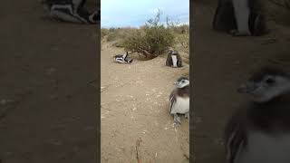 Monte León - Santa Cruz - Argentina