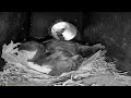 Coquet Island: 4 Puffin Burrow☀️22/05/26