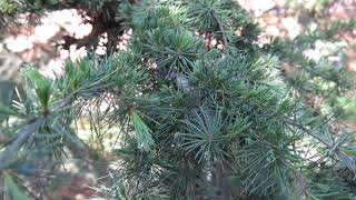 Cedrus Deodara Pendula Cedr Himalájský