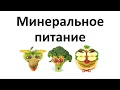 9. Минеральное питание (6 класс) - биология, подготовка к ЕГЭ и ОГЭ 2018