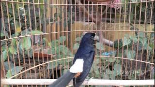 White rumped shama singing loud