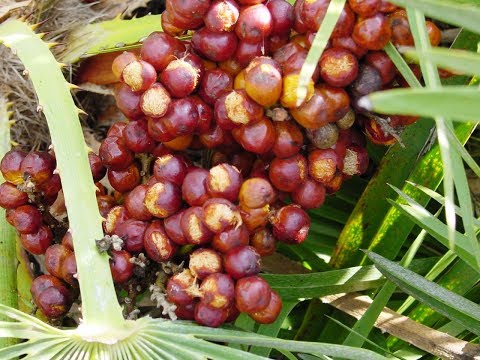 Bienfaits et pouvoir du Saw Palmetto