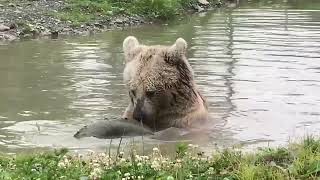 I absolutely could watch this all day! Sonya in her pond. Well, any bear playing in a pond really!