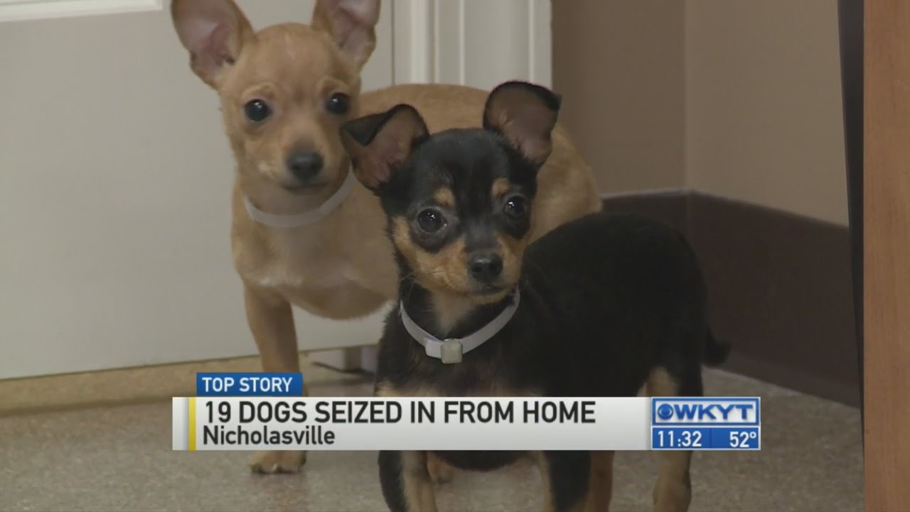 Dogs seized from home - YouTube