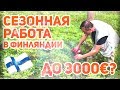 Работа в Финляндии. Сколько  можно заработать на лесной ягоде?