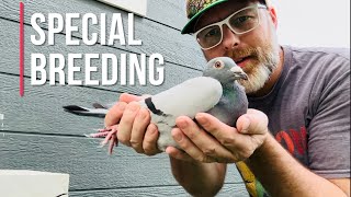 Racing pigeons late hatch breeding plans