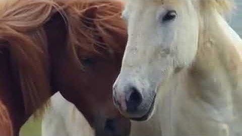 اخفض صوت العالم، وارفع صوت القرآن، عَطِر روحك " سورة ق " إسلام صبحي.