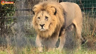 Малыш и Персей наведались к Марселю. Львы. Тайган. Lions life in Taigan.