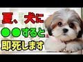 犬が夏に●●すると救急搬送されます 獣医師が警告 雑学 保護犬 熱中症 子犬 犬のいる生活 皮膚炎 外耳炎