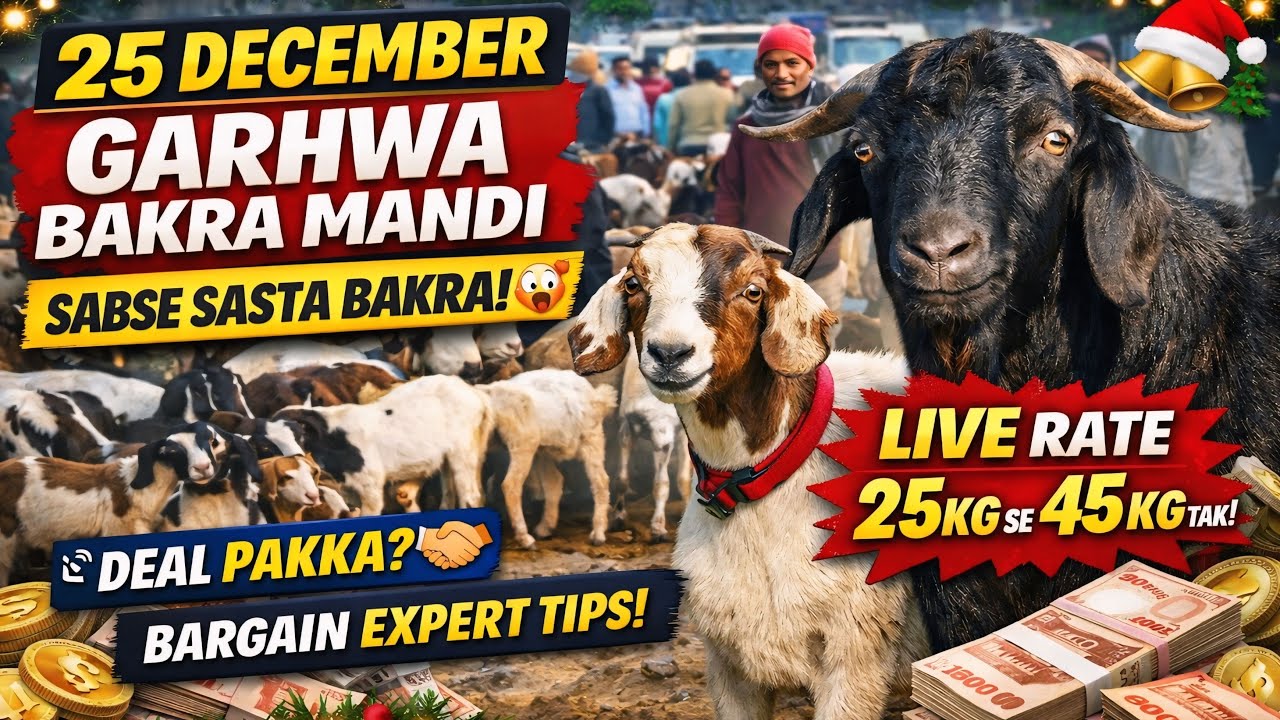 🎅Christmas Special Garhwa Bakra Mandi 🐐🔥 | Bhari Bakra | Aaj Ka Live Rate