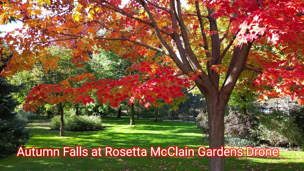 Majestic Autumn Falls: Breathtaking Drone Footage at Rosetta McClain Gardens