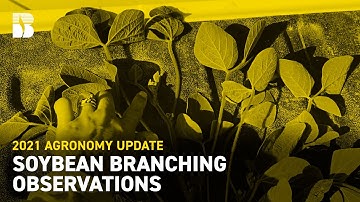 Soybean Branching Observations | Beck