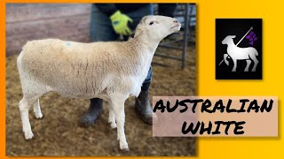 Australian White Sheep