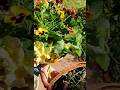 Harvest flowers & decorate your lovely home 🥰